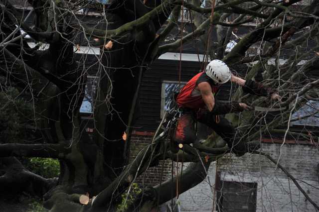 Taille de restructuration d’un Fagus sylvatica ( Hêtre commun ) à Laeken