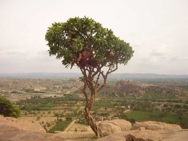 Au service des arbres...