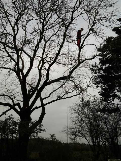 Suppression de bois mort dans un Fraxinus Excelsior ( Frêne commun ) à Oteppe