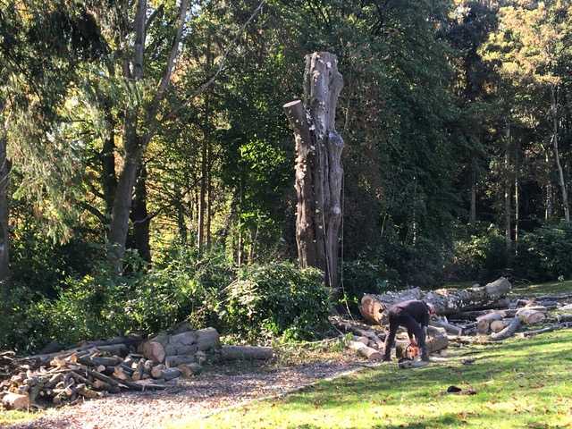 Abattage par démontage d’un Fagus syvatica ( Hêtre pourpre ) à Ittre