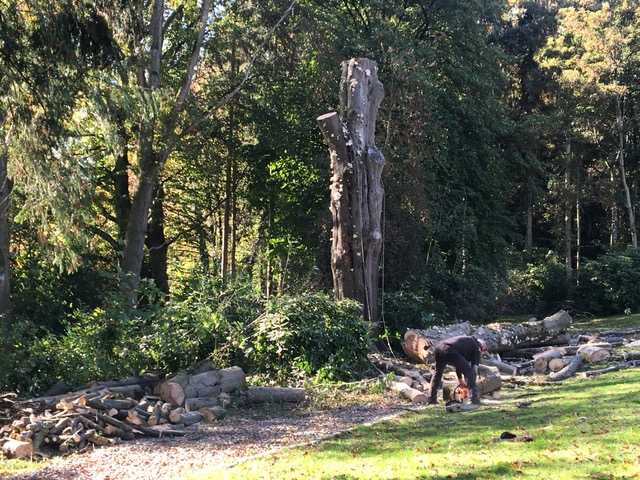 Abattage par démontage d’un Fagus syvatica  ( Hêtre pourpre ) à Ittre