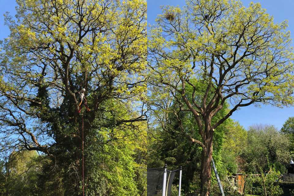 Suppression d’un Hedera Helix ( Lierre grimpant ) dans Robinia pseudoacacia ( Robinier faux-acacia ) à Drogenbos