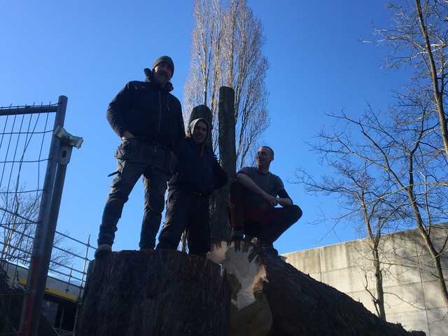 Abattage par démontage d’un Aesculus hippocastanum ( Marronnier d’Inde ) à la Clinique Sans Souci à Jette